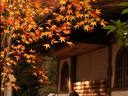 京都紅葉高山寺20091124