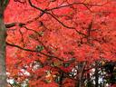 京都紅葉石峯寺20091130