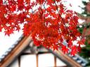 京都紅葉石峯寺20091130