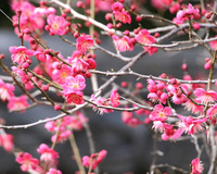 20100206-01.jpg