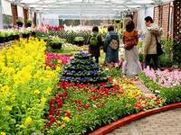 府立植物園「花の回廊～早春の草花展」
