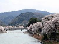 京都桜2010宇治川