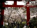 京都桜2010宇治川