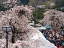 京都桜2010宇治川