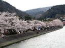 京都桜2010宇治川
