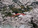京都桜2010宇治川