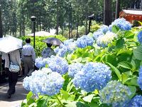 三室戸寺アジサイ