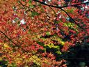 京都高山寺の紅葉
