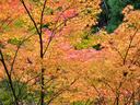 京都高山寺の紅葉