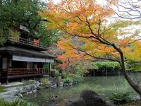 京都御苑の紅葉