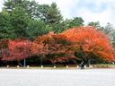 京都御苑の紅葉