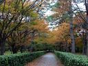 京都御苑の紅葉