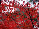 京都御苑の紅葉