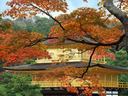 京都金閣寺の紅葉