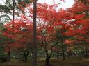 京都金閣寺の紅葉