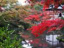 京都等持院の紅葉