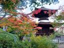京都常寂光寺の紅葉