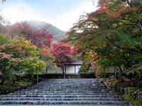 京都二尊院の紅葉