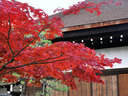 京都知恩院の紅葉