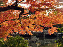 京都円山公園の紅葉