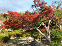 京都円山公園の紅葉