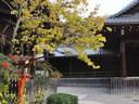 京都八坂神社の紅葉
