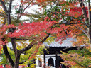 京都高台寺の紅葉