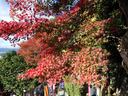 京都霊山護国神社の紅葉