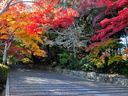 京都光明寺の紅葉