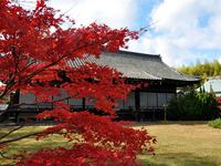 京都勧修寺の紅葉