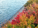 京都宇治塔の島の紅葉