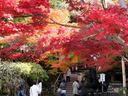 京都今熊野観音寺の紅葉