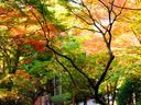 京都今熊野観音寺の紅葉