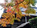 京都法然院の紅葉