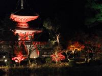 京都大覚寺の紅葉