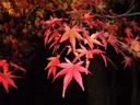 京都大覚寺の紅葉