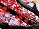 京都大原野神社の紅葉