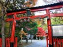 京都大原野神社の紅葉
