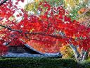 京都勝持寺の紅葉