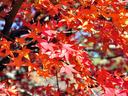 京都正法寺の紅葉