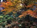 京都三千院の紅葉
