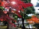 京都清涼寺の紅葉
