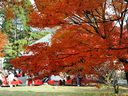 京都清涼寺の紅葉