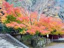 京都法輪寺の紅葉
