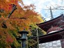 京都法輪寺の紅葉