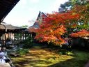 京都仁和寺の紅葉