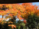 京都勝林院の紅葉