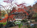 京都勝林院の紅葉
