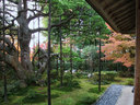 京都宝泉院の紅葉