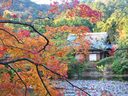 京都龍安寺の紅葉